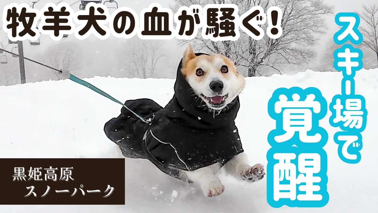 ついに牧羊犬が覚醒しました。【コーギー犬】