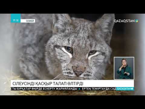 Бейне: Такео неліктен байдаркаларды өлтірді?