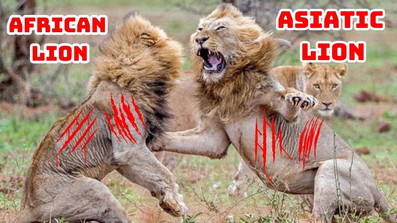 African Lion vs. Asian Lion – Which One Is Stronger? - YouTube