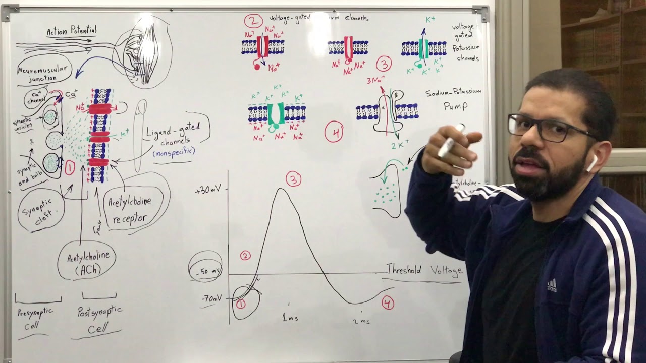 انتقال الاشارة العصبية الى العضلات Action Potential (Neuromuscular Junction)