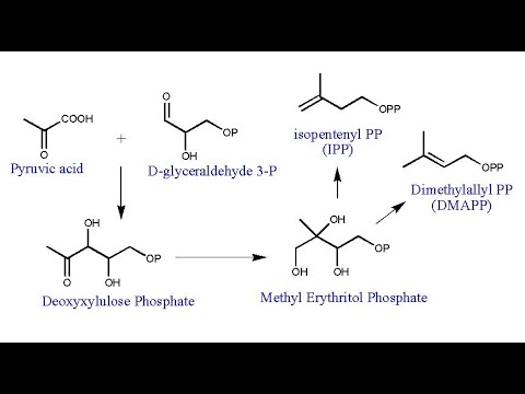 Video: Undersøgelse Af Methylerythritol 4-phosphatvej Til Mikrobiel Terpenoidproduktion Gennem Metabolisk Kontrolanalyse