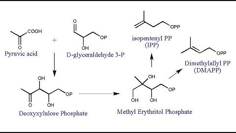MEP Pathway l Methyl Erythritol Phosphate Pathway l Deoxyxylulose Phosphate (DXP) Pathway