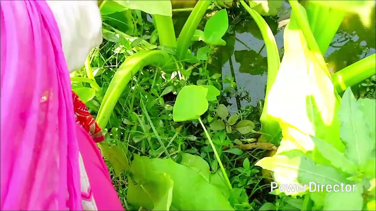 গ্রামে গিয়ে সাক তুললাম 👌🌲💗