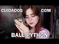 COMO CUIDAR DE UMA BALL PYTHON 🐍