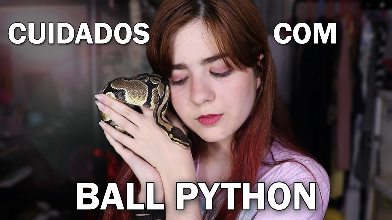 COMO CUIDAR DE UMA BALL PYTHON 🐍