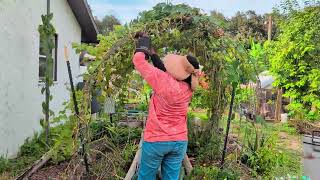 Day 2 VEGGIE GARDEN TRANSFORMATION - REMOVING BED AND CUTTING BACK VEGGIES FROM TRELLISES