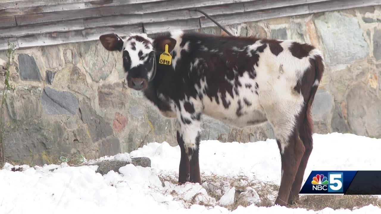 What goes into making award winning cheese?  NBC5 goes behind the scenes with 2 Vermont farms