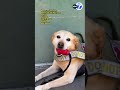 Benny, the Disneyland security dog, retires after 6 years