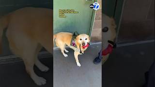 Benny, the Disneyland security dog, retires after 6 years