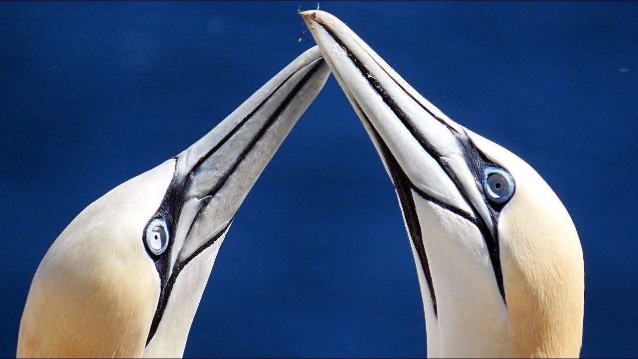 Northern Gannet - Call 