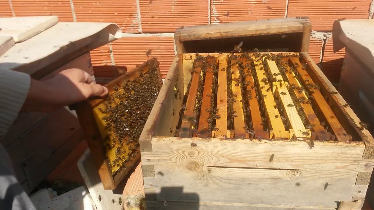 الدرس 38 / طريقة تقسيم خلية نحل للمبتدئين بكل سهولة The method of dividing a beehive for beginners