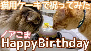 【お祝い】誕生日にケーキをあげたら人間の様に手で食べる猫がこちらです