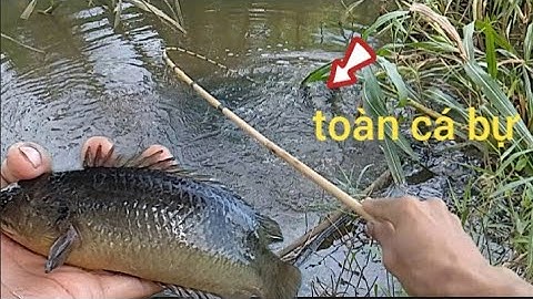 Tập 159 - Câu Cá Rô Đồng - Mùa Nước Nổi Quá Mê Cá Ăn Thấy Ham (Câu Cá Rô Đồng)