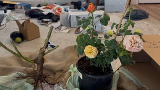 April & Ashley Potted vs Bare Root rose