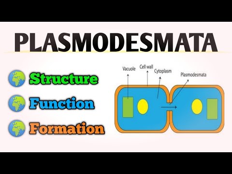 PLASMODESMATA Structure And Function || Protoplasmic Bridge of Plant Cell