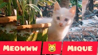 Hey Dears  || I am back || Mique The Funny Cat