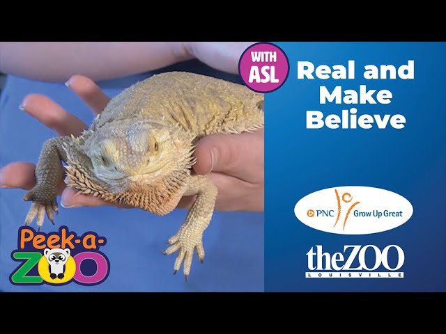 Bearded Dragon - Louisville Zoo