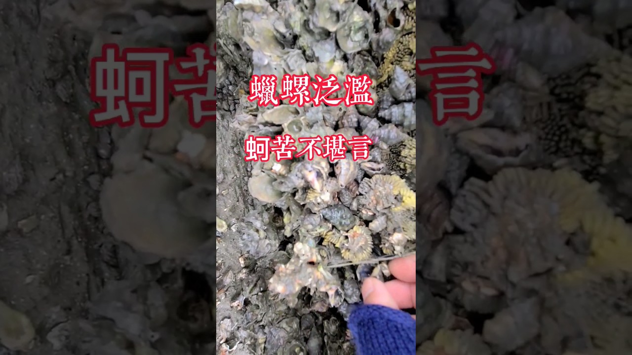 螺泛濫❗️石蚵苦不堪言 牠是牡蠣的剋星 趕海順手撿