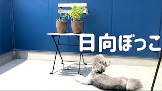 🐶青空の下でトイプードルとアイスコーヒーを。【トイプードルのグリィ】【dog】【toy poodle】