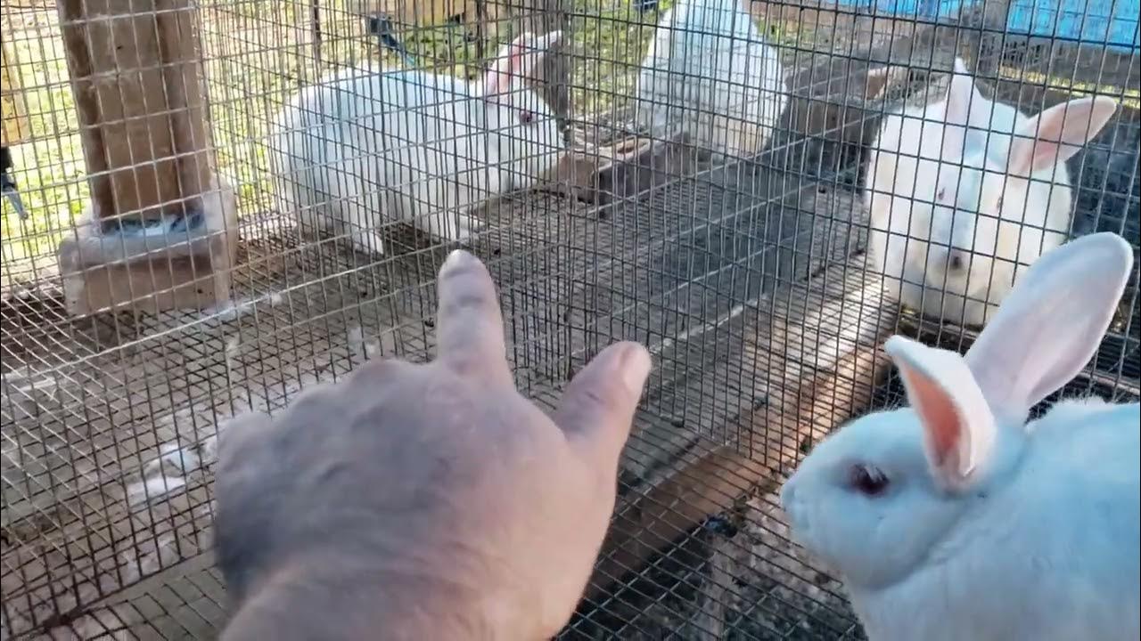 How Often Can Rabbits Get Pregnant