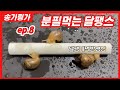 ep.8 분필먹는 달팽잌ㅋㅋ 달팽이가 분필을 왜먹을까?