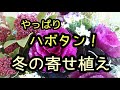 年末年始はハボタンで飾る冬の【寄せ植え】大人色で華やかさをアップさせます