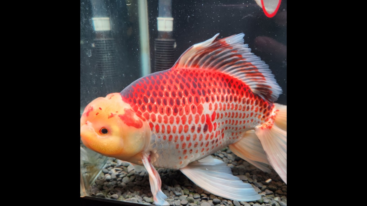 国産 上物ジャンボ東錦28㎝± | 金魚•クワカブ専門店 祭