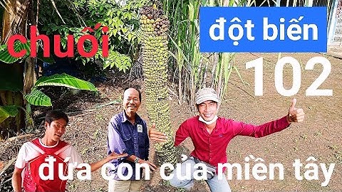 Chuối đột biến, độc lạ#34