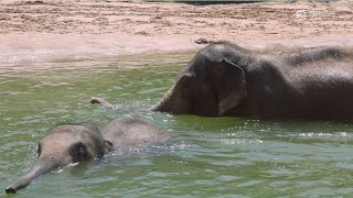 Extraordinary Animal Bonds
Friendship goals? Our animals are the ultimate besties! Get ready for International Day of Friendship this Sunday with a look at some of our favorite animal besties—like elephant duo Chuck & Nelson, gorilla buddies TJ & Leom, and bonded eagles Sally & Mae. 🐘🦍🦅
Even better? Member Appreciation Month starts today! Now through August 7, Zoo members can bring a friend for FREE—because every Zoo visit is better with your bestie. 💚
Read more about our friendship duos: bit.ly/478WKvk Extraordinary Animal Bonds