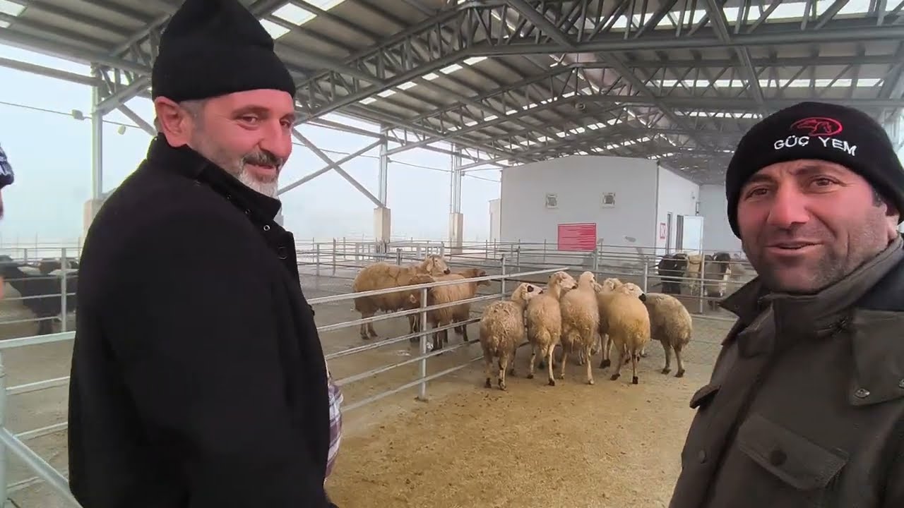 ÇORUM HAYVAN PAZARI KÜÇÜKBAŞ 26 OCAK ÇEKİMİ TEK BÖLÜM 27 OCAK 2026