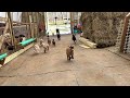 Honestly, a baby goat stampede would be a great way to go