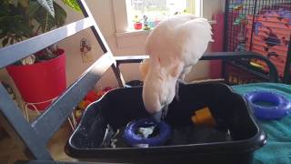 Full Splish Splash part 2 Update