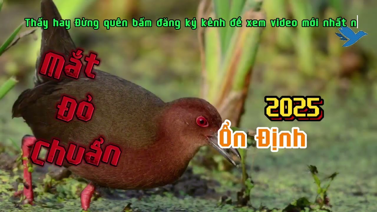 Tiếng chim mắt đỏ gọi bầy chuẩn