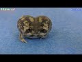 ハート型になるアメフクラガエル❣️Frog that becomes a heart