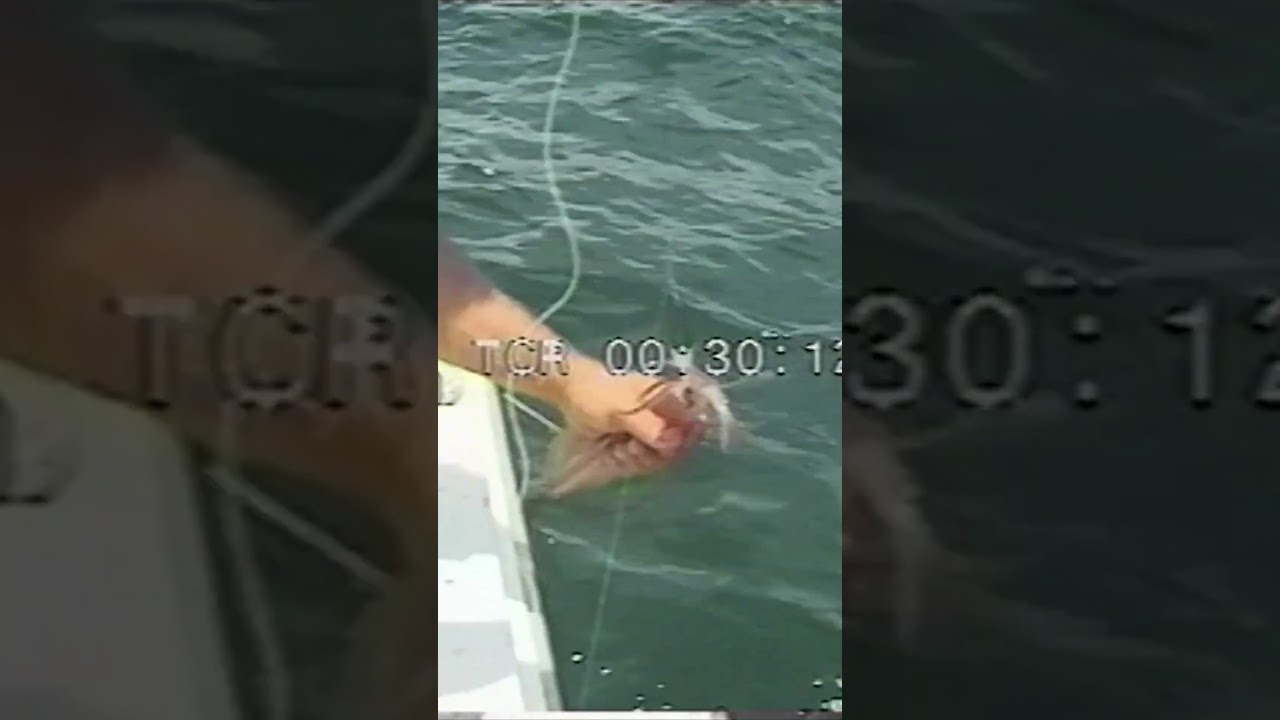 Programa Caminhos da Pesca   Lula 