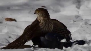 Sharp-shinned Hawk attacking a Blue jay