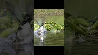 Hooded Merganser