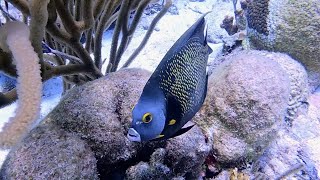 Solo Diving Bonaire - Weber's Joy. Соло дайвинг на Бонейре - Радость Вебера