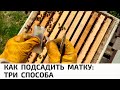 КАК ПОДСАДИТЬ МАТКУ: ТРИ СПОСОБА