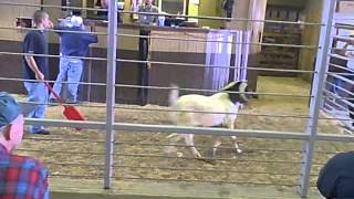 #1 Boer Goat Auction Mount Hope, Ohio September 8, 2010