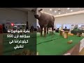 بقرة شوكولاتة عملاقة تزن 550 كيلوغرام ا في تشيلي 
