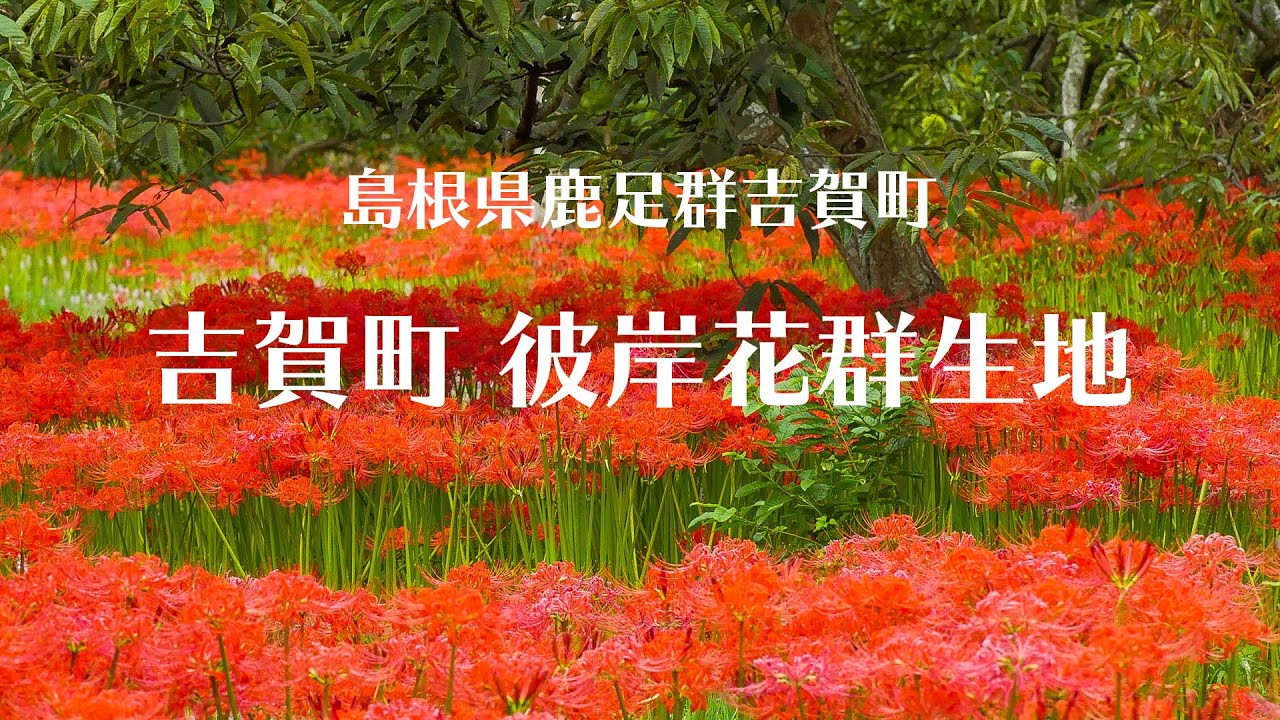 中国 彼岸花の名所 鳥取 島根 岡山 広島 山口