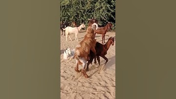 Powerfull goat Short #animals #shortfeed2025 #shortvideo #goat #trendingshorts #viralshorts