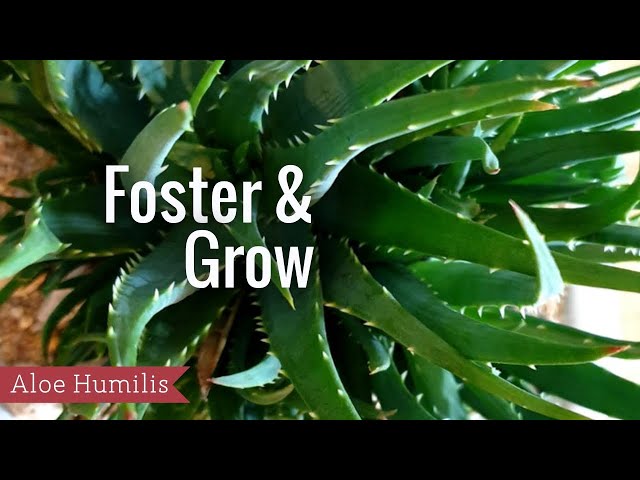 Foster & Grow - Aloe Humilis - YouTube