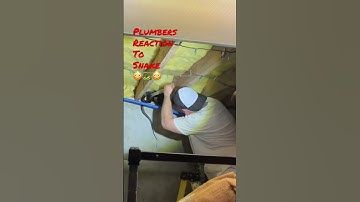 Hysterical Plumber Discovers Snake & Nearly Has Heart Attack! @TappPlumbing #snake #Plumbing #shorts