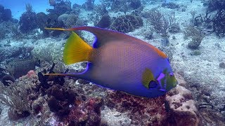 Cozumel Drift Scuba Dive 4K