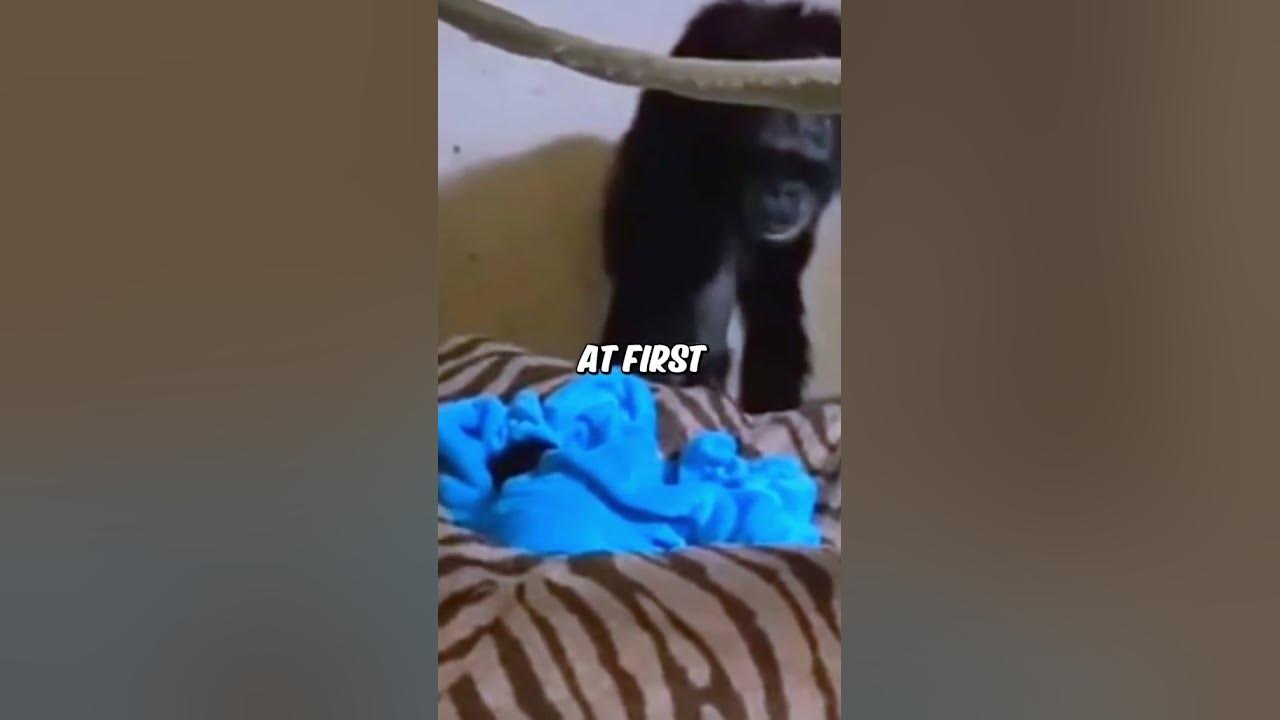 Mama Chimp reunited with her baby ️ #dog #dogs #pets - YouTube