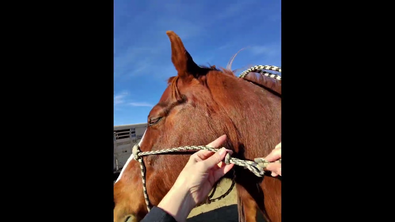 Episode 2 - Broodmare watch