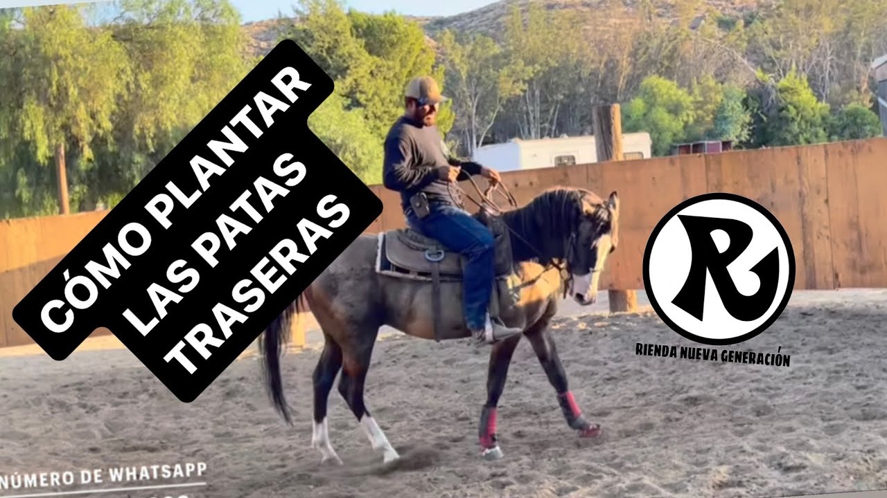Como enseñarle a tu caballo que plante sus patas traseras y gire con los hombros