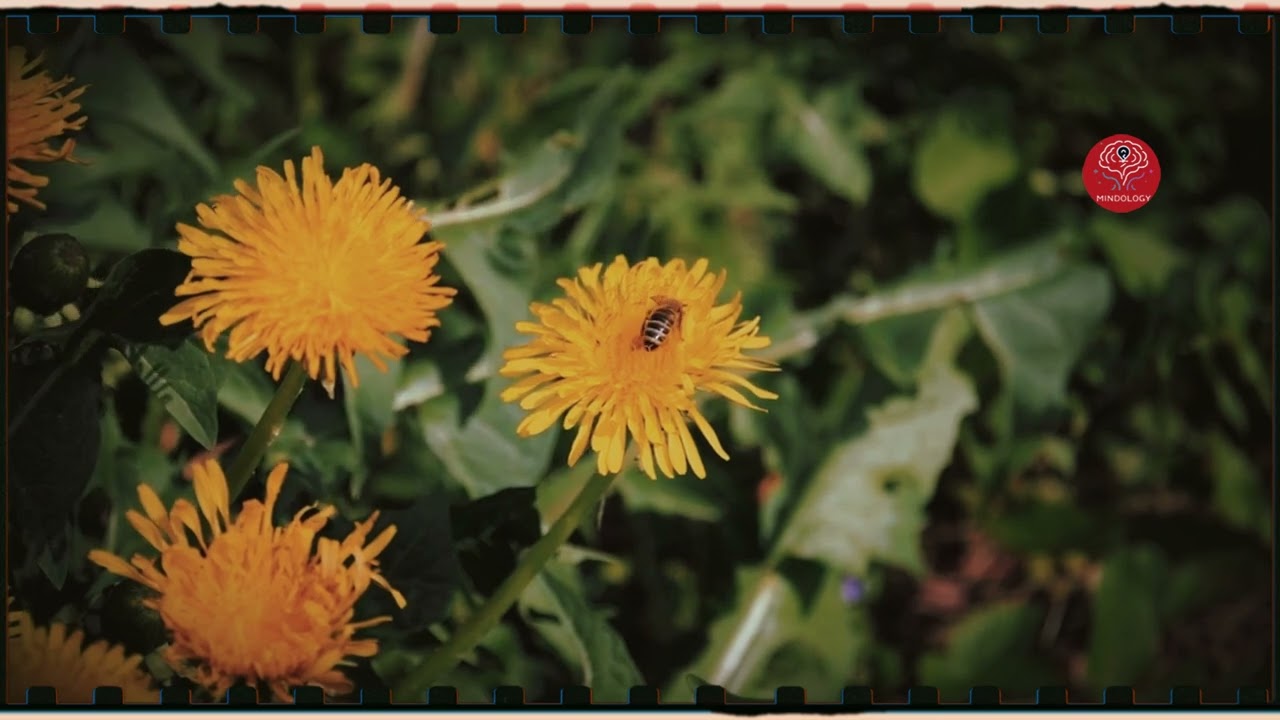 Queen Bee's secret to reversing human aging is being decoded by scientists seeking eternal youth.